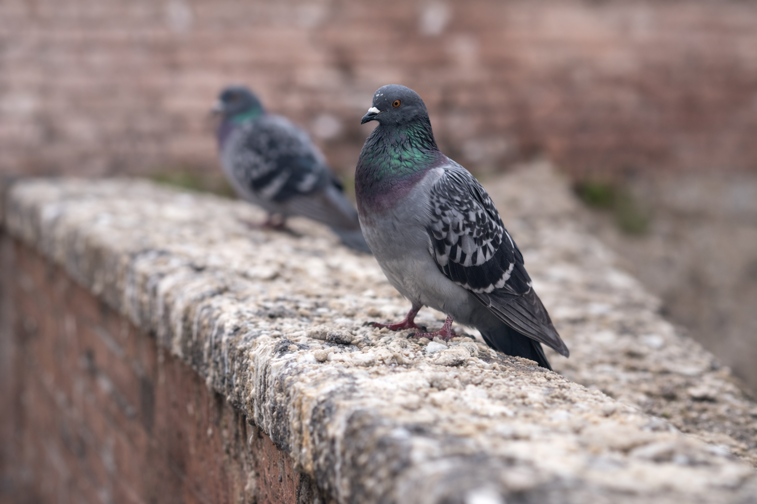 Pigeon Guano Causing a Mess?
